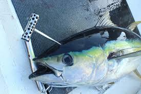 L'ikejime se pratique sur tous les types de poisson comme ici sur un petit thon.