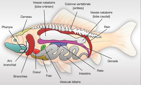 Connaitre l'anatomie des poissons est indispensable pour pratiquer l'ikejime