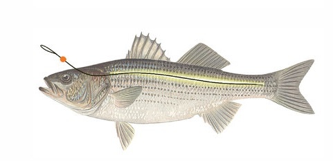Le poisson aura une réaction nerveuse lorsque vous toucherez la moelle épinière.