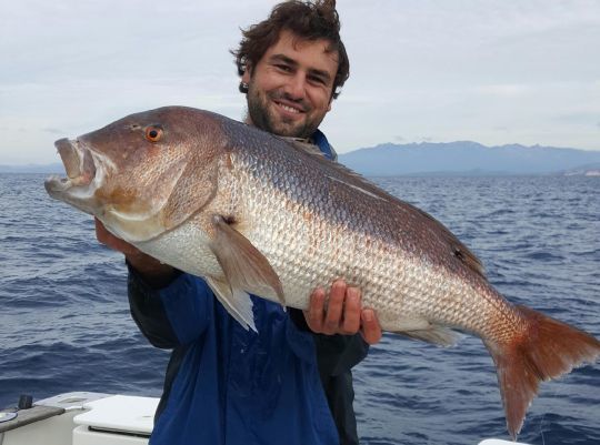 Le denti, un superbe poisson de sport.