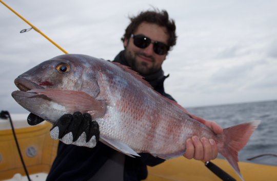 Le pagre, cousin du denti, fait aussi partie des poissons qu'on peut capturer en cherchant le denti au shad.