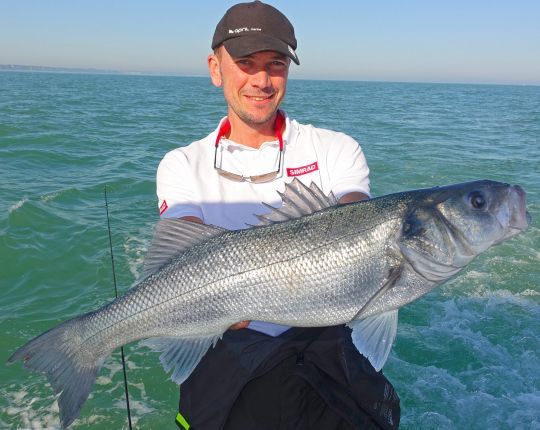 La pêche sportive du bar permet de relâcher les poissons dans de bonnes conditions.