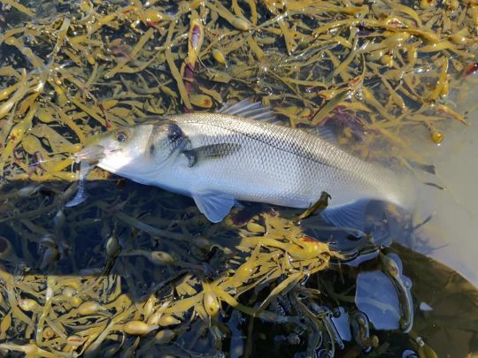 3-Toujours commencer par la bordure, il y a très souvent des poissons embusqués !