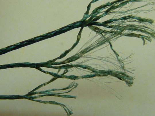 Brins de tresse vus au microscope. 