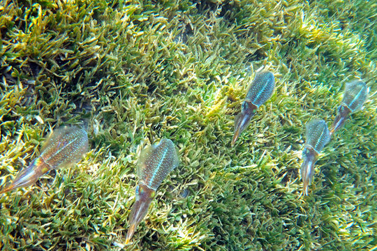 Banc de seiche observé en Martinique cet été 2021