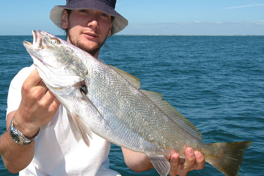 Maigre de 3 kg