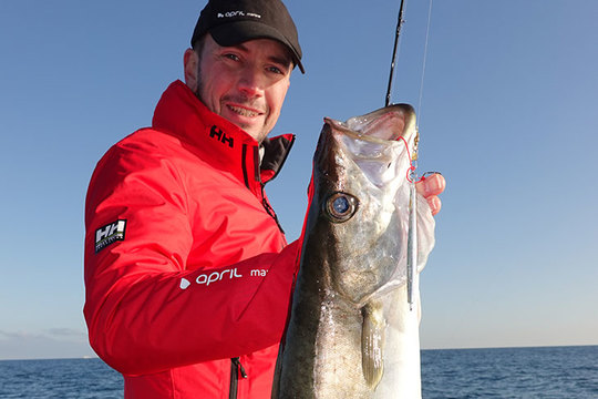 Lieu jaune pris en jigging