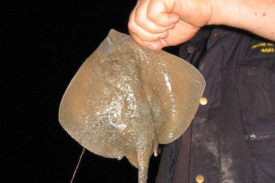 Raie prise en surfcasting de nuit