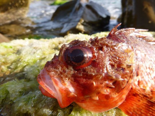 De gros yeux pour la rascasse rouge