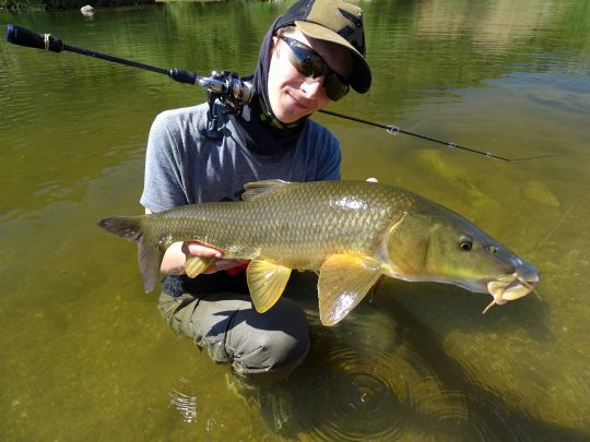 Un poisson combatif