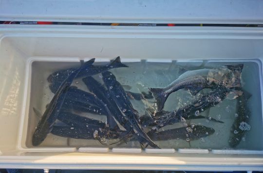 Stocker vos poissons au vivier avant de les relâcher plus loin. Ne les gardez pas pendant des heures cela est inutile. Conservez les temps de finir la dérive qui parfois, comme ici, peut-être très prolifique !