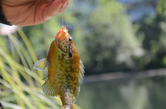 Pêche à l'appât