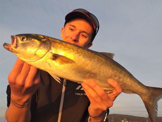 Un petit tassergal à l'aube