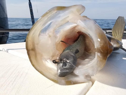 Les leurres possédant un fort rolling sont souvent associés à un coloris contrasté pour jouer avec la perception visuelle des poissons.