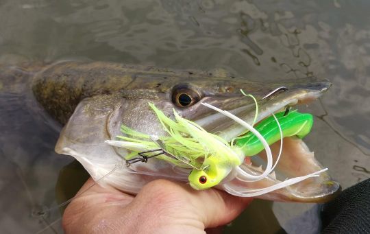 Pour décider un poisson à attaquer on peut jouer sur deux réflexes naturels l'agressivité et la faim.