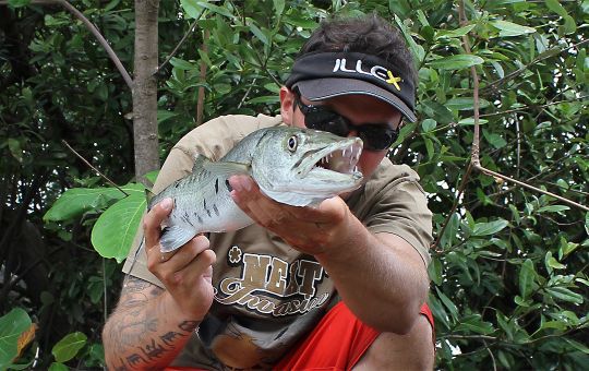 Les dents du barracuda sont acérées.