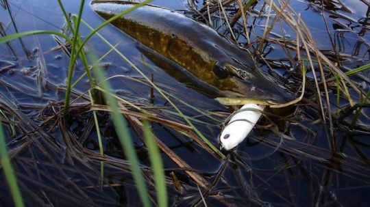Les stickbaits sont des leurres de surface ayant une nage caractéristique nommée Walking The Dog.