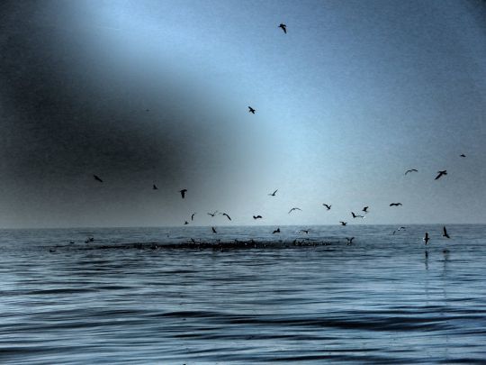 Les pêcheurs en mer sont très attentifs aux signes d'activité et observent beaucoup leur environnement.