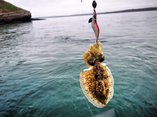 Relâchez les petits spécimens pour préserver la ressource et, comme toujours, effectuez un relèvement raisonnable.