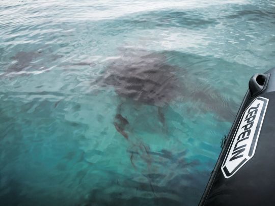 Se sentant menacée, la seiche libère son encre qui provoque un nuage noir dans l'eau.