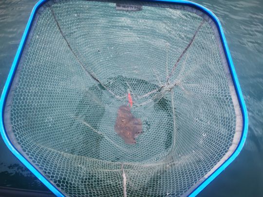 En conservant l'épuisette dans l'eau pour la décrocher et la relâcher, vous risquez moins de vous faire cracher dessus.