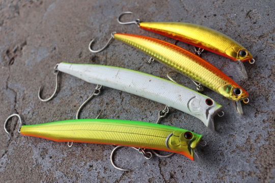 Les jerkbaits font partie de mes leurres favoris pour pêche le peacock bass.