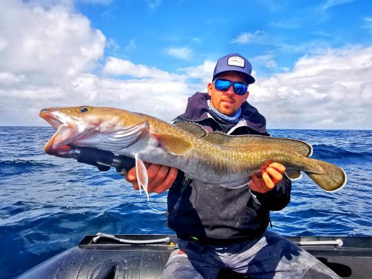 Réussir à piquer au leurre une julienne n'est pas compliqué. En revanche la remonter sans être équipé de bas de ligne acier pour résister aux dents de ce poisson l'est beaucoup plus !