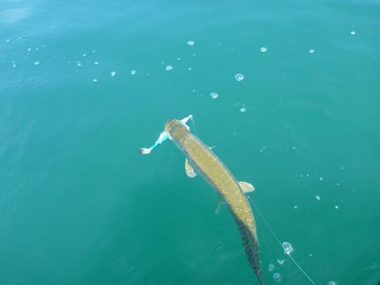 Un brochet du lac d'Annecy