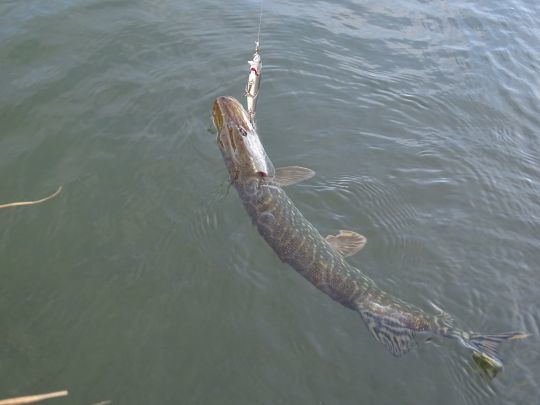 Le brochet un poisson à cibler