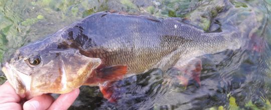 Une belle perche prise au ver de terre