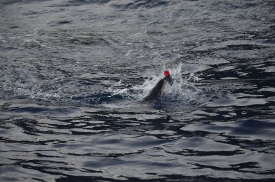 Un barracuda qui c'est laisser leurre
