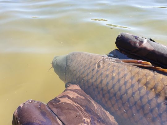 Avec les bons gestes, le poisson repartira sans difficulté.