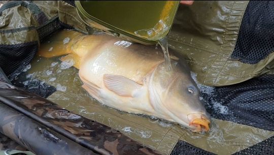 Le poisson doit être arrosé régulièrement et avec abondance.