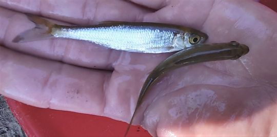 L'ablette, un poisson blanc à rechercher aussi en hiver