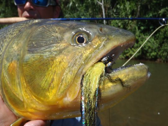 Le dorado, un poisson hors du commun