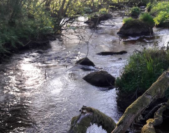 Une rivière à truites