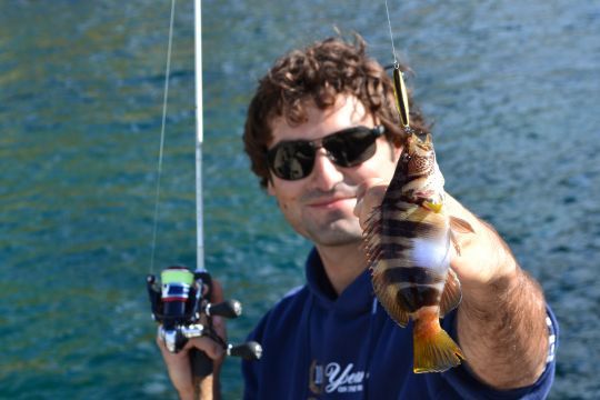 Un serran capturé au Illex tiny Fry 50
