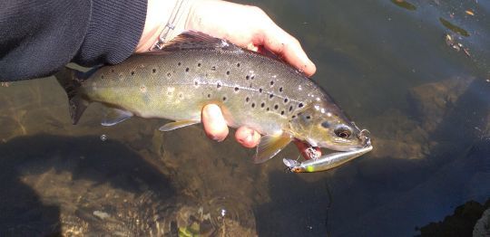 Un poisson qui a attaqué à la pause