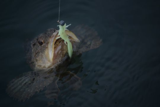 La tp ronde permet de pêcher dans les trous pour débusquer les poissons de roche le jour. 