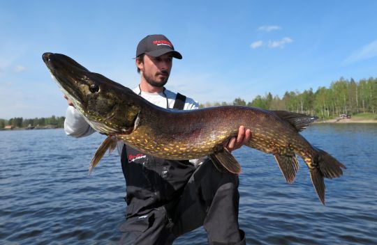 Des poissons magnifiques