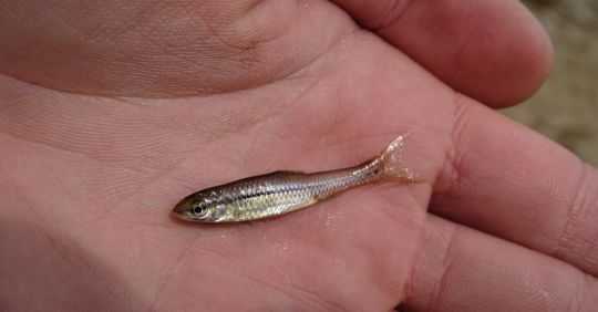 Le pseudorasbora
