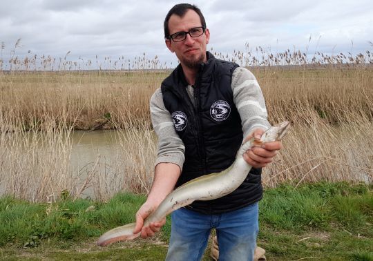 L'anguille, poisson emblème du marais  