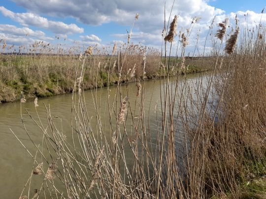 Le roseau phragmite orne les berges 