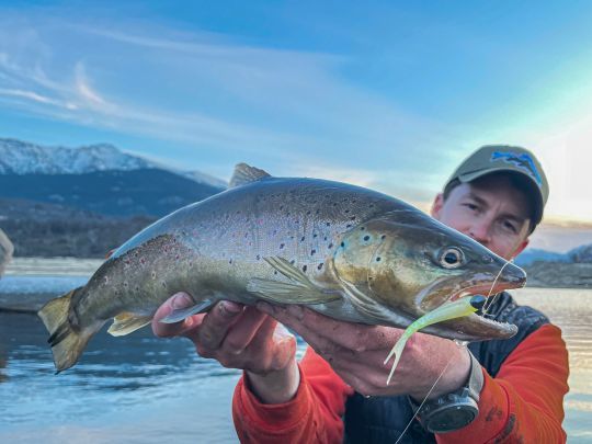 Une énorme truite de 50cm prise avec un Zandfiness 8cm