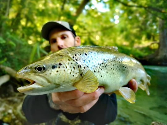Une belle truite prise avec le fameux DEX Bullet Jerk