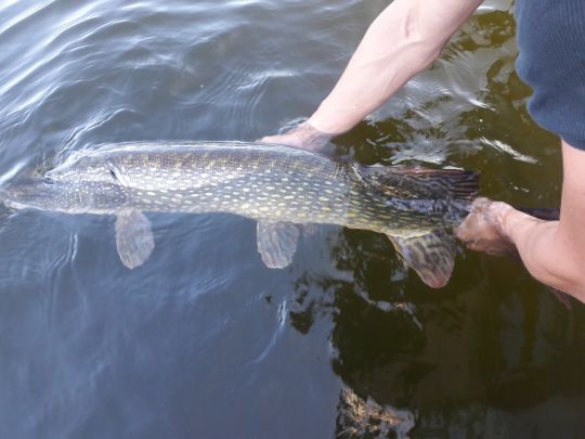 Remise à l'eau d'un brochet