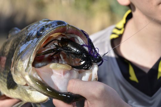 La pêche des carnassiers au leurre