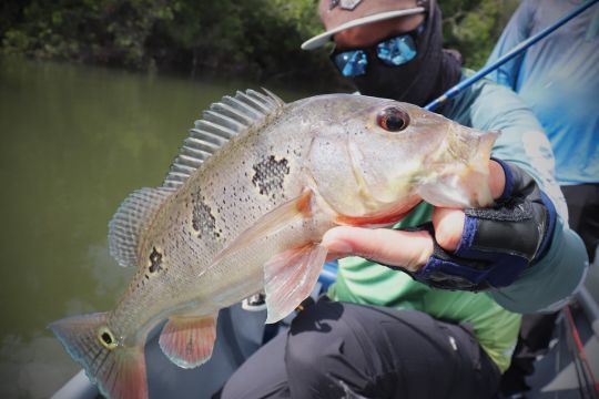 Petit peacock bass butterfly.