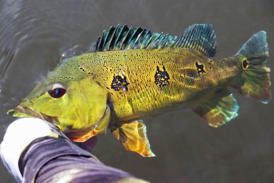 Peacock bass Butterfly.