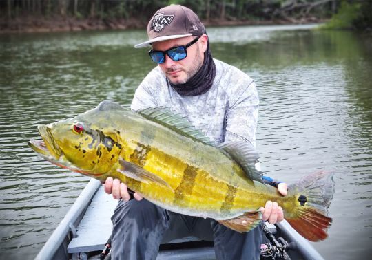 Peacock bass du rio Mataven, Colombie.
